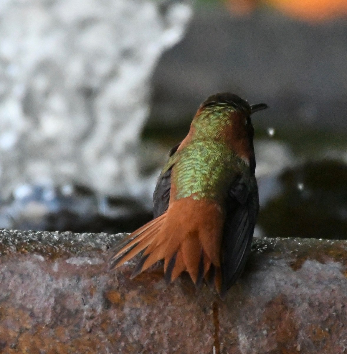 Colibrí de Allen - ML198750911