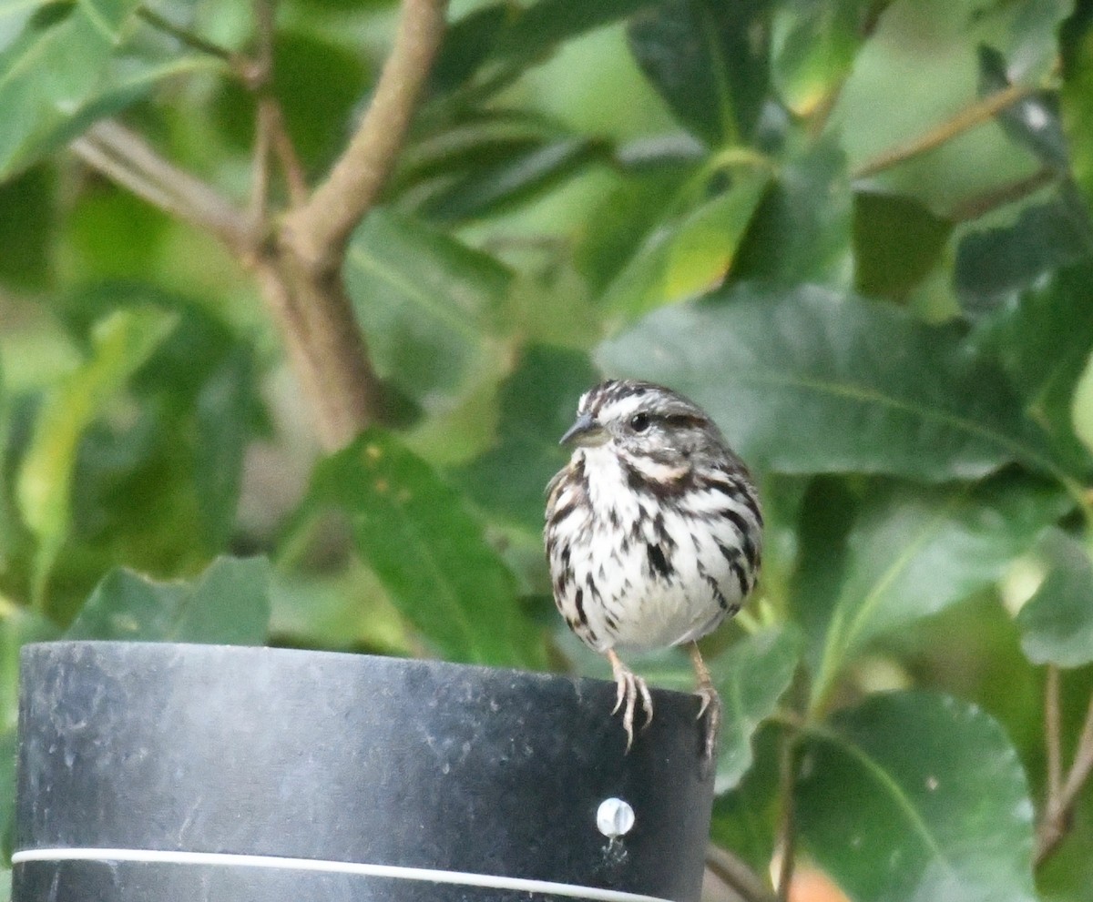 Song Sparrow - ML198750951