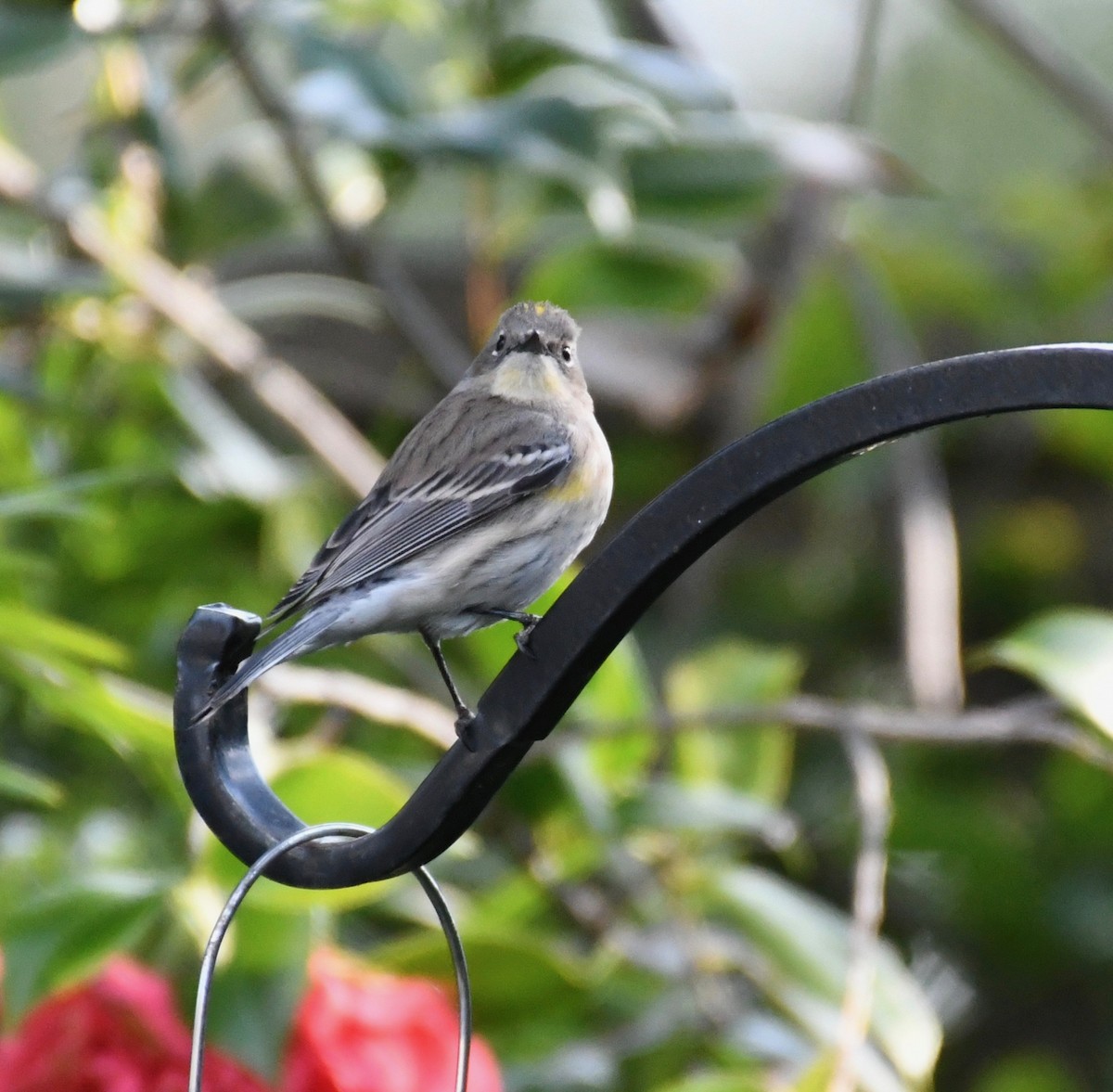 Yellow-rumped Warbler - ML198750991