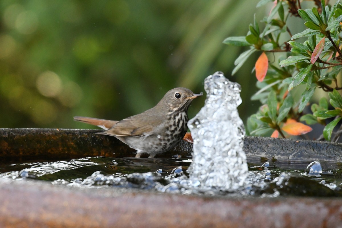 Hermit Thrush - ML198751191