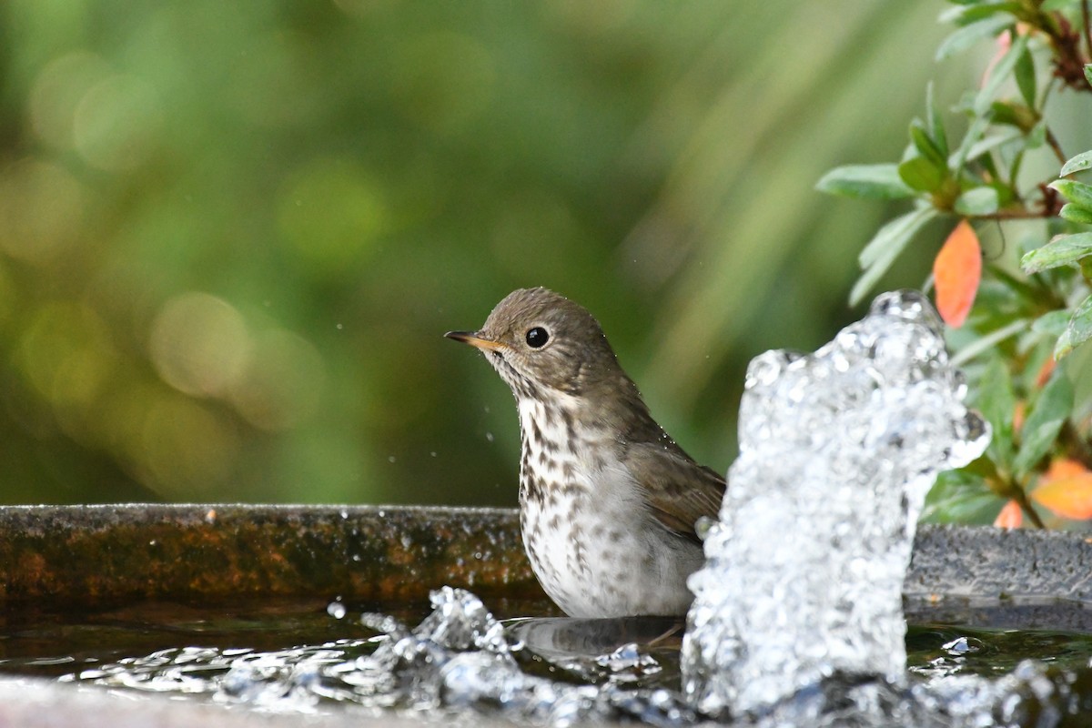 Hermit Thrush - ML198751261