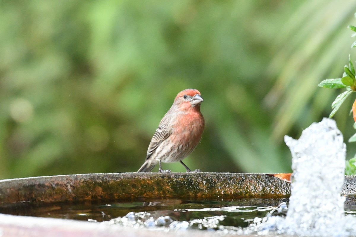 House Finch - ML198751291