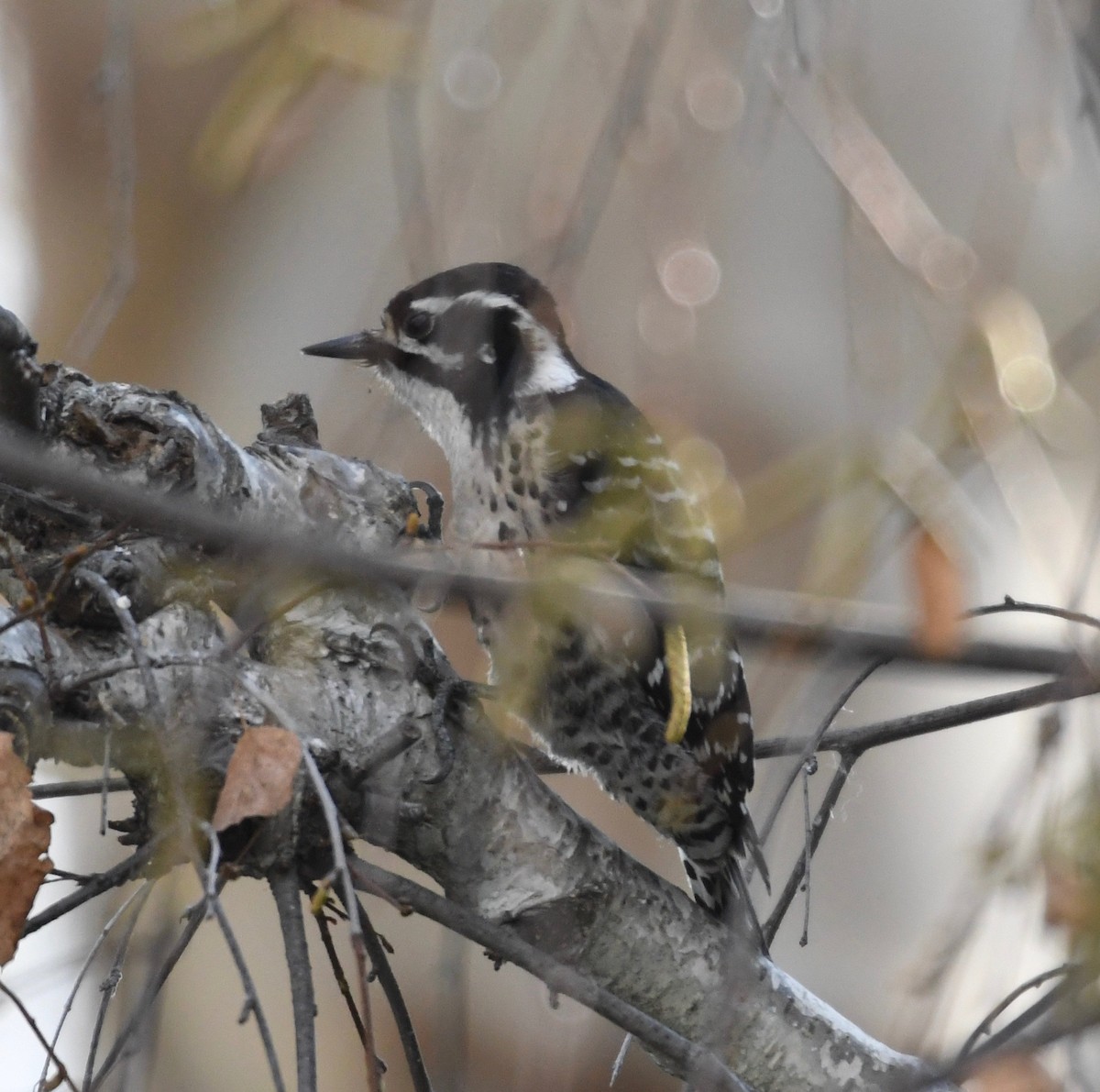 Nuttall's Woodpecker - ML198751311