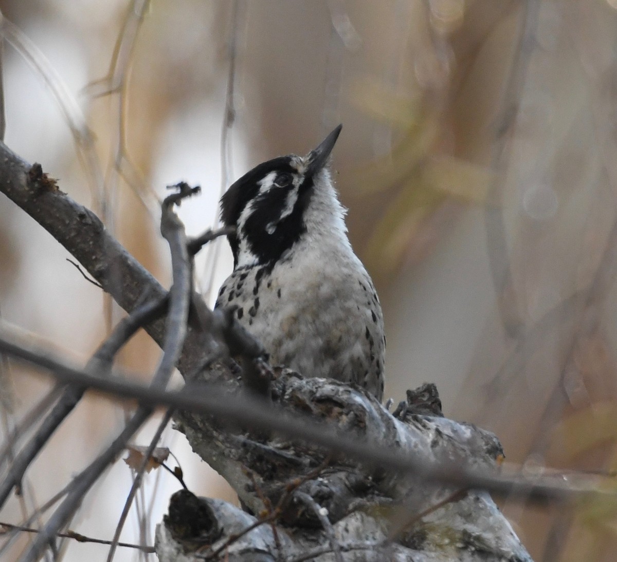 Nuttall's Woodpecker - ML198751331