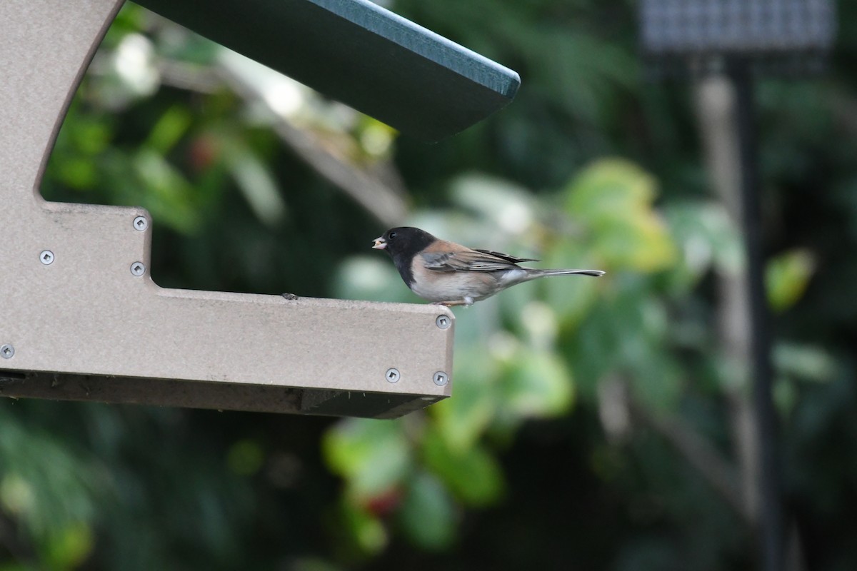 Dark-eyed Junco - ML198751351