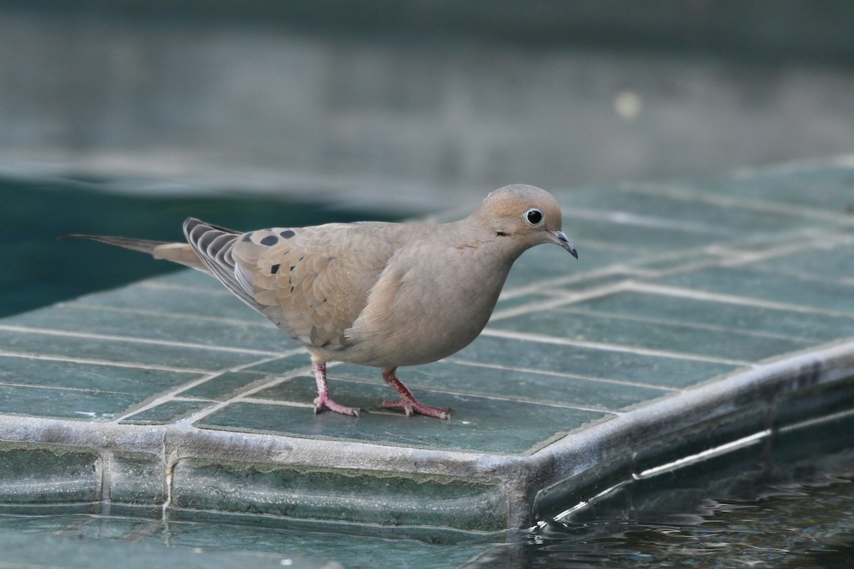 Mourning Dove - ML198751391