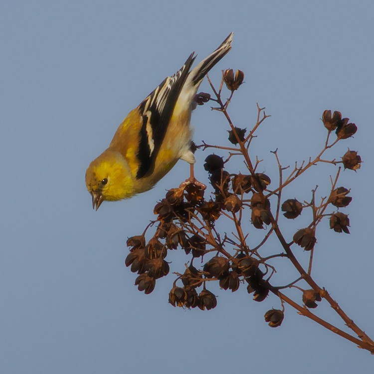 American Goldfinch - ML198751411