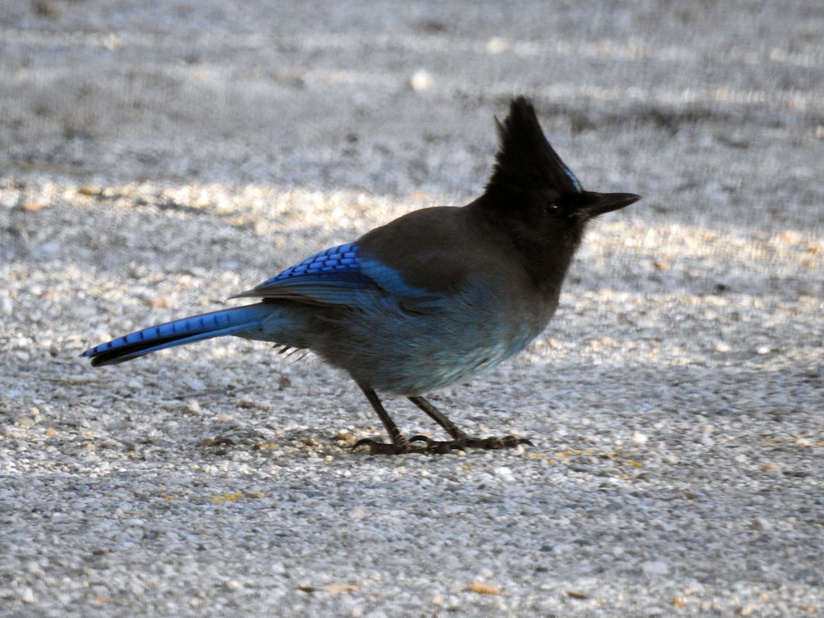 Steller's Jay - ML198751701