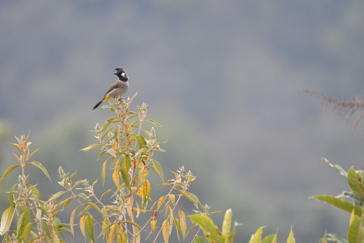 Himalayan Bulbul - ML198752011