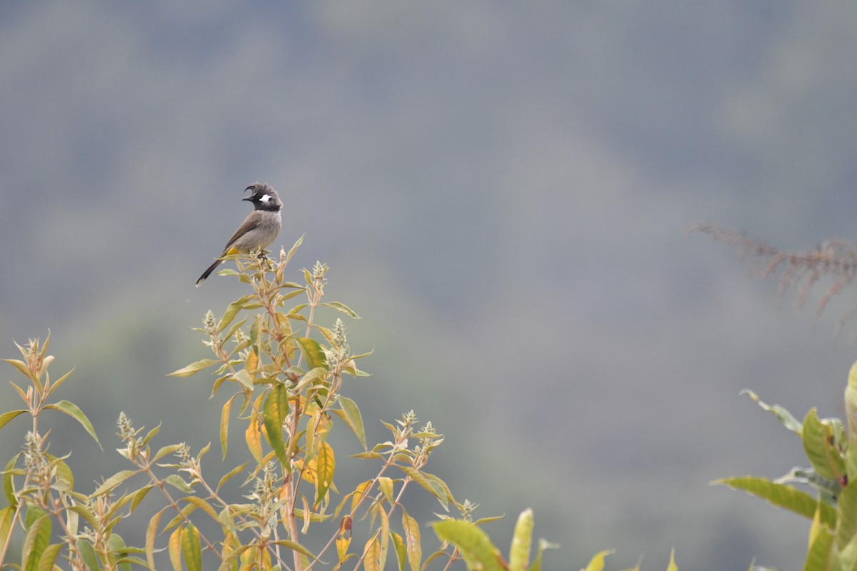 Bulbul à joues blanches - ML198752031