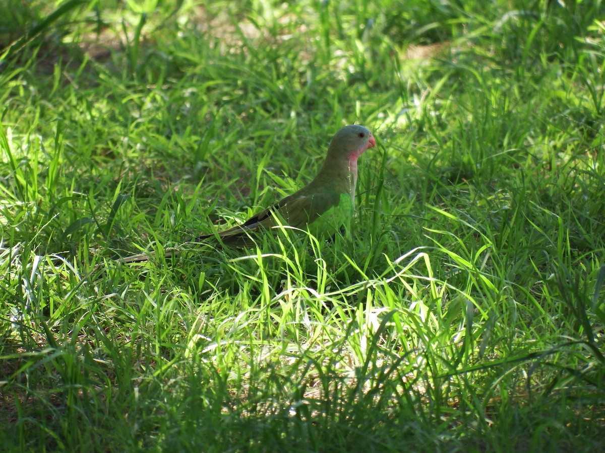 Princess Parrot - ML198753001