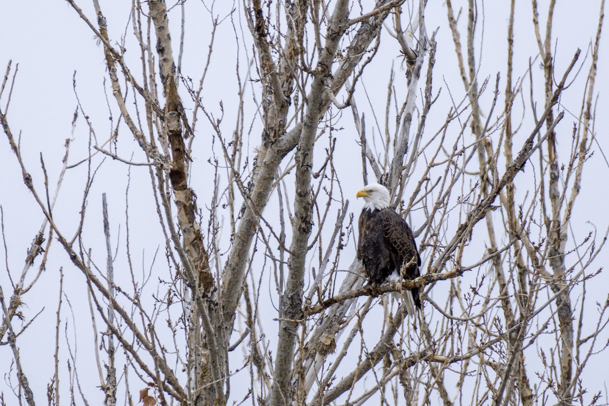 Bald Eagle - ML198753741