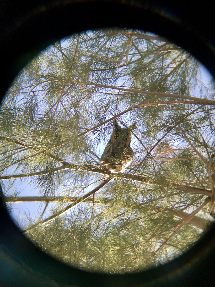 Long-eared Owl - ML198754081
