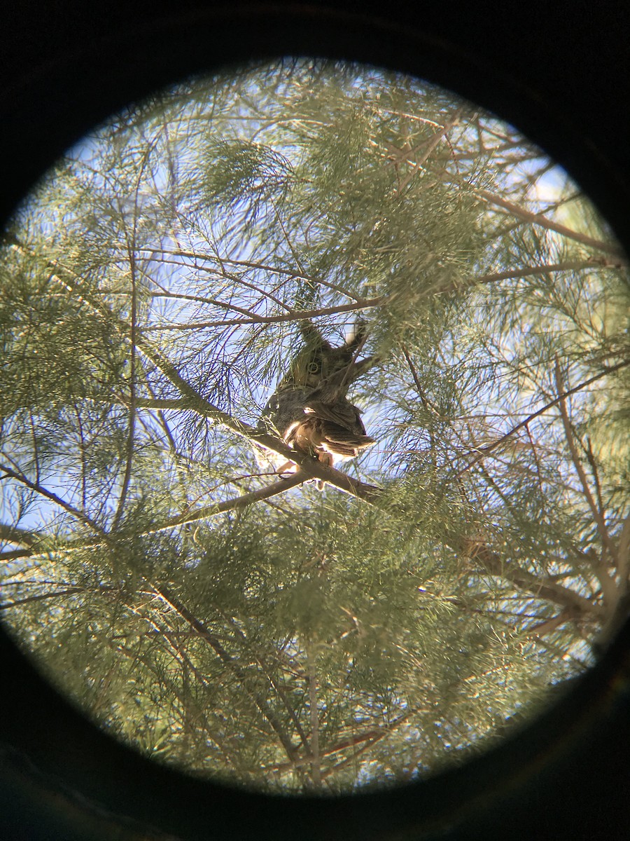 Long-eared Owl - ML198754121