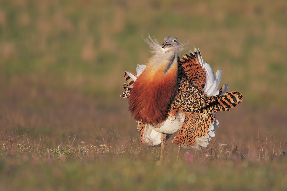 Great Bustard - Marco Valentini