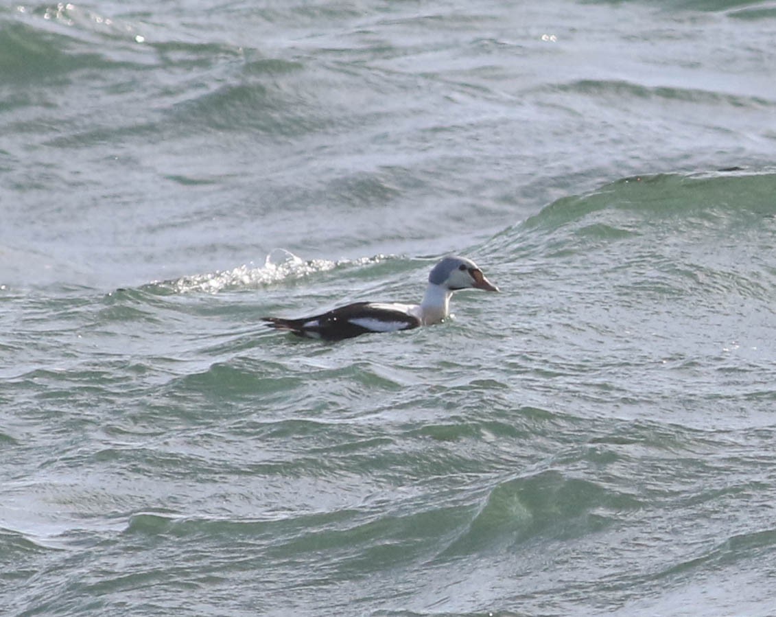 Eider à tête grise - ML198754661