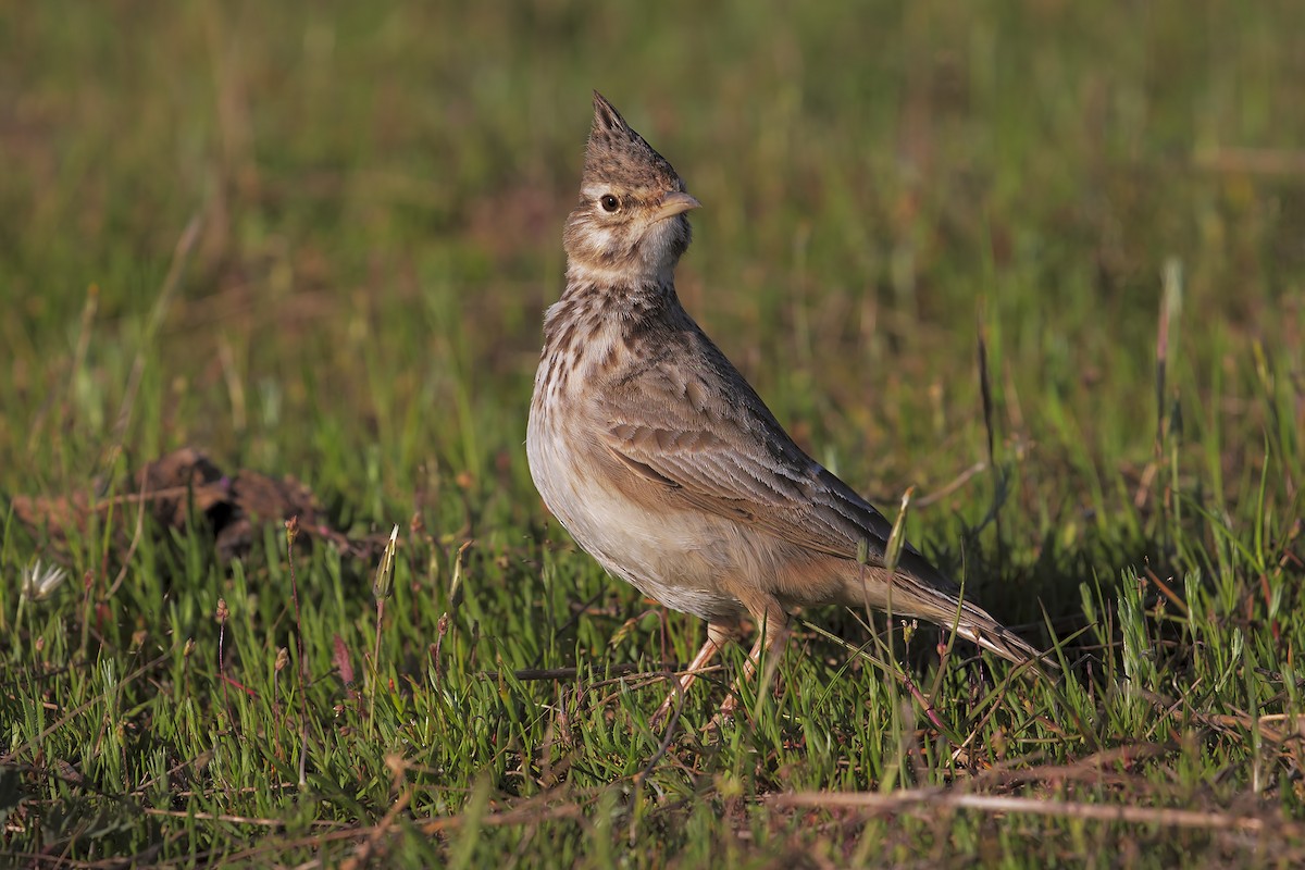 Crested Lark - ML198755001