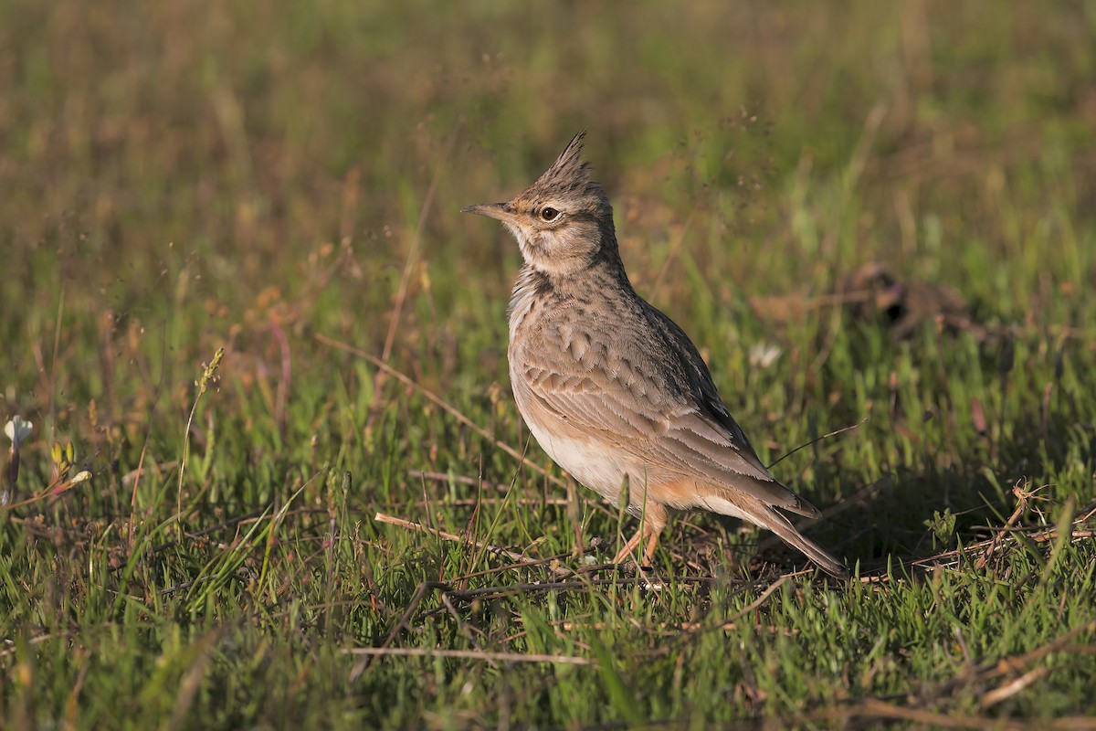 Crested Lark - ML198755041