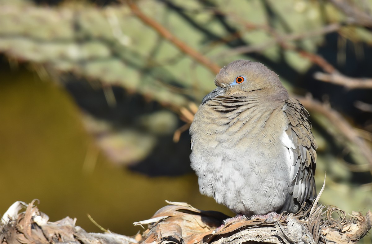 White-winged Dove - ML198756101