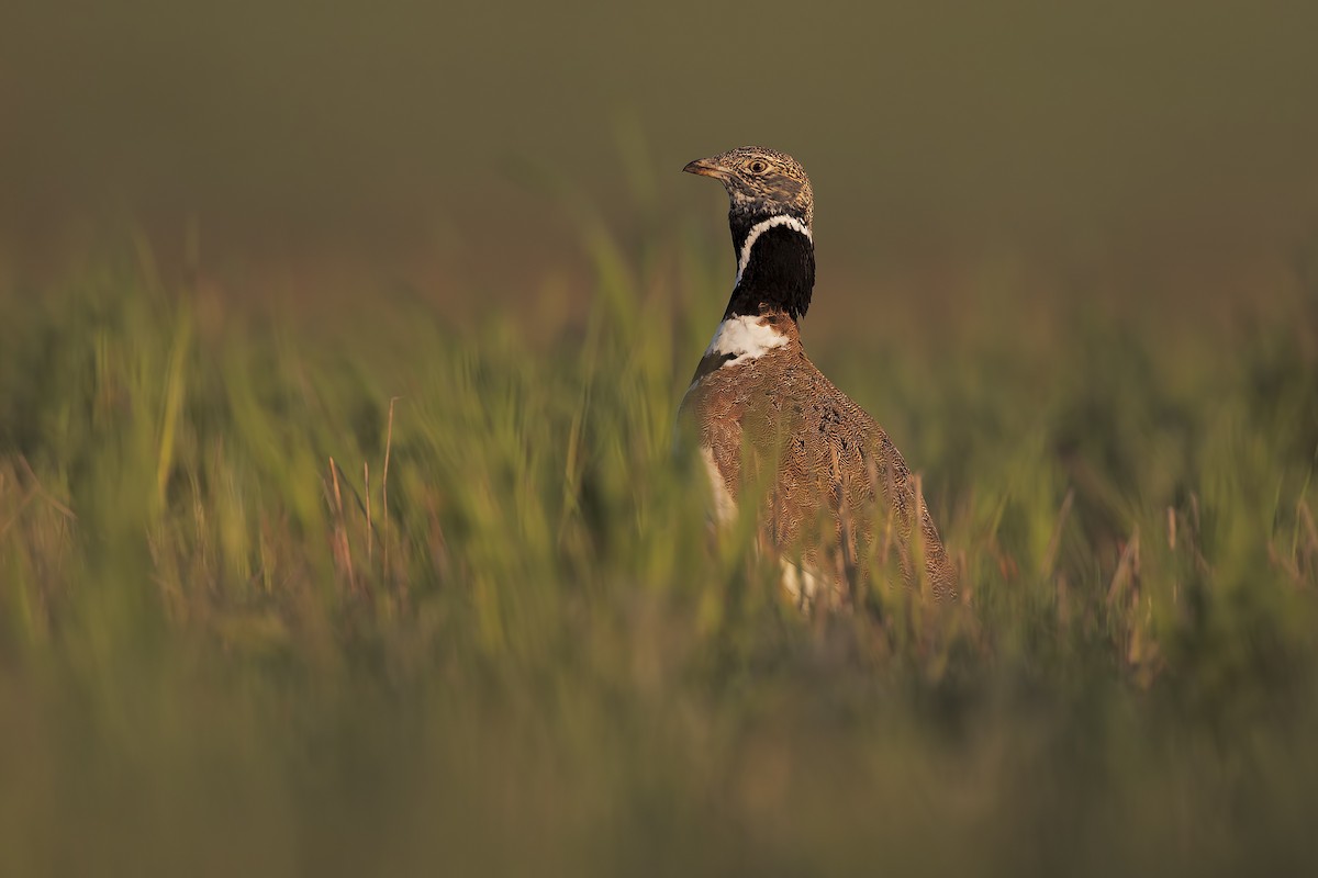 Little Bustard - Marco Valentini