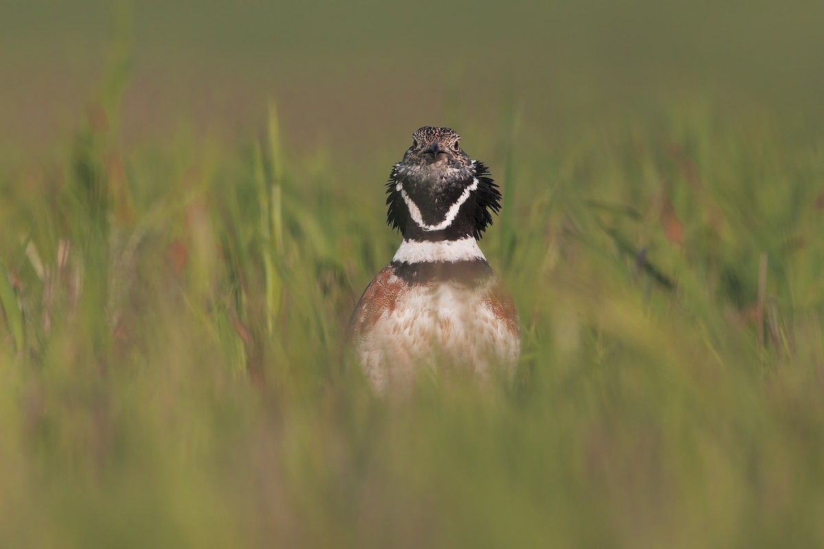 Little Bustard - Marco Valentini