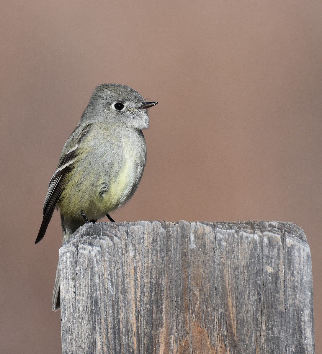 Hammond's Flycatcher - ML198756621