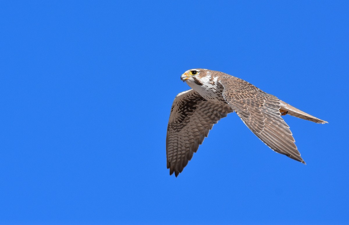 Prairie Falcon - ML198756641