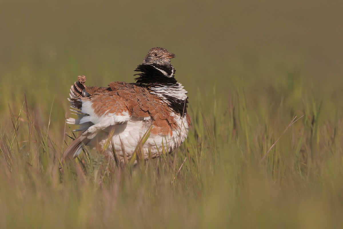 Little Bustard - Marco Valentini