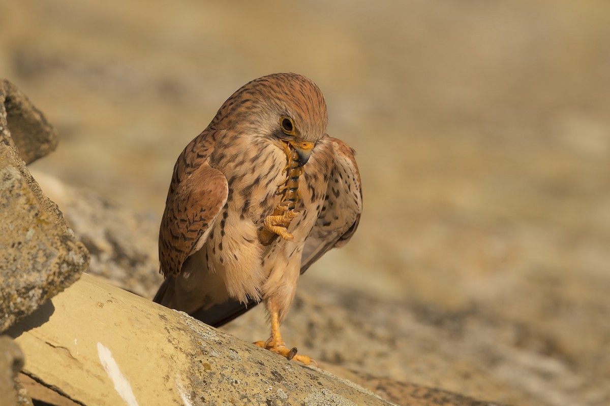 Lesser Kestrel - Marco Valentini