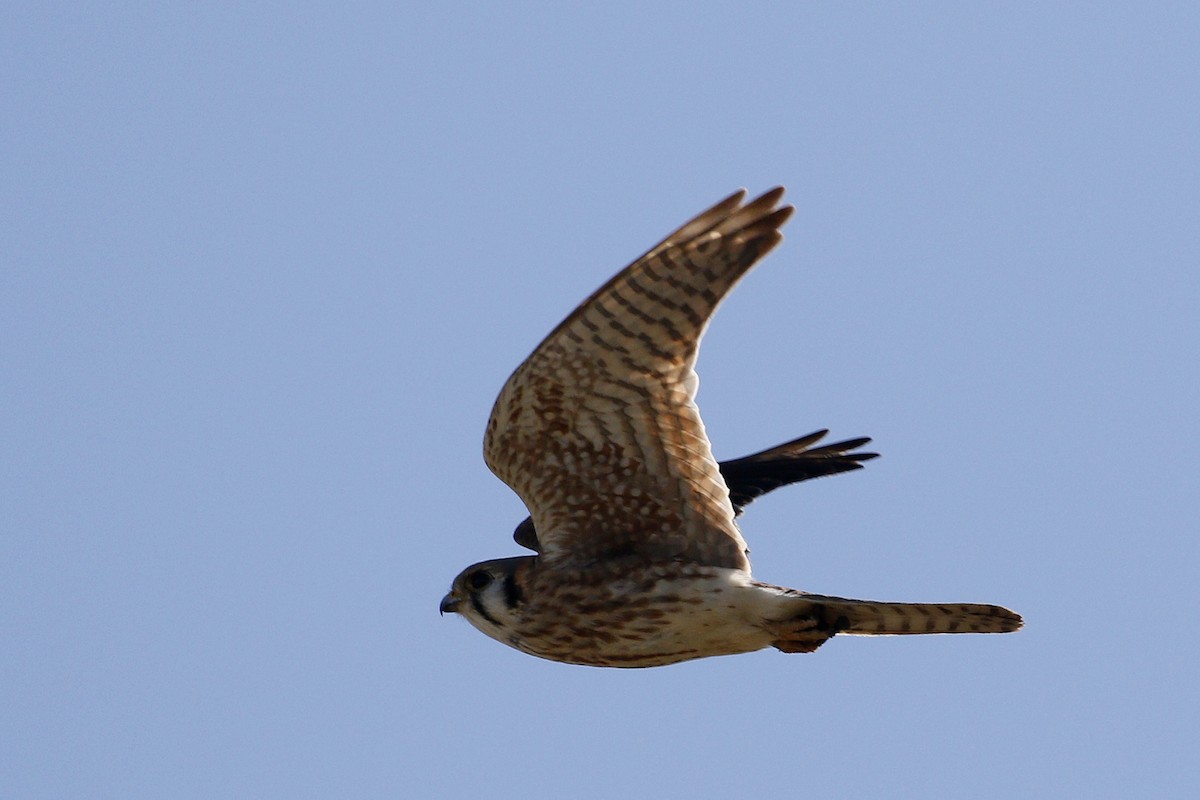 American Kestrel - ML198758461