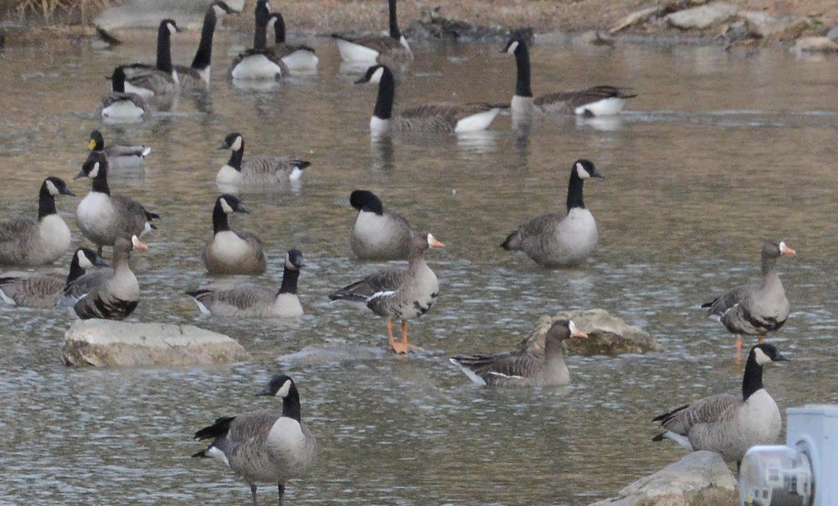Greater White-fronted Goose - ML198759271
