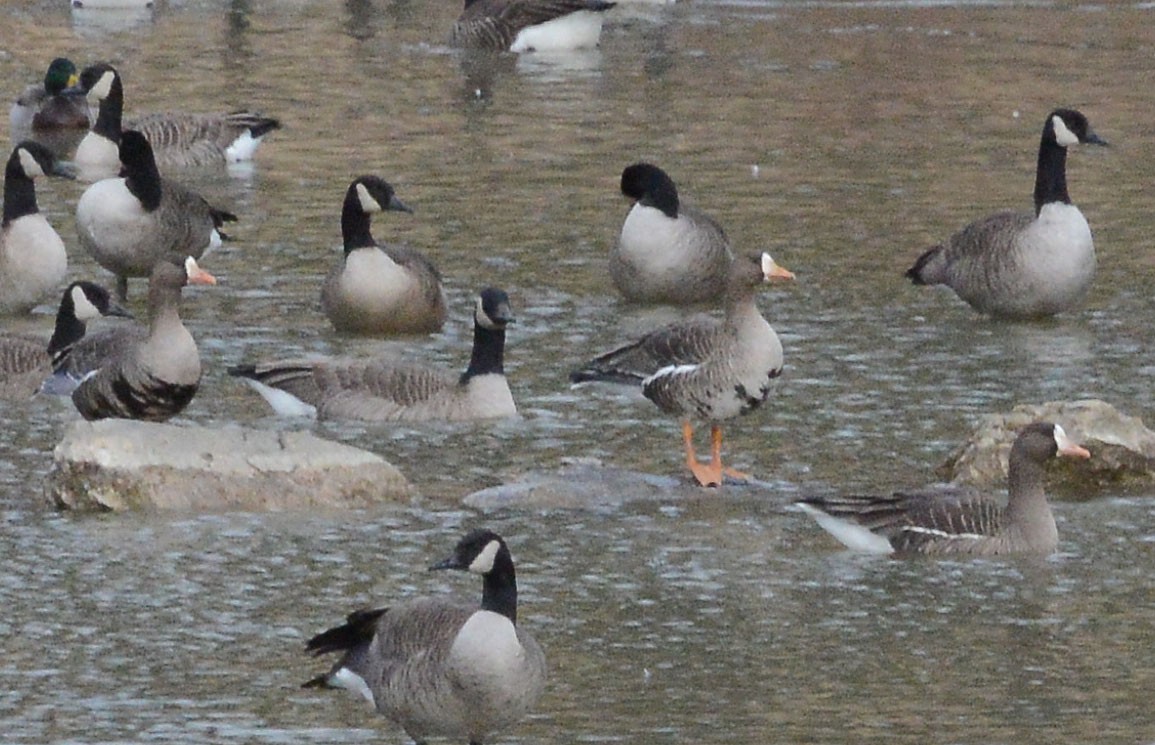 Greater White-fronted Goose - ML198759291