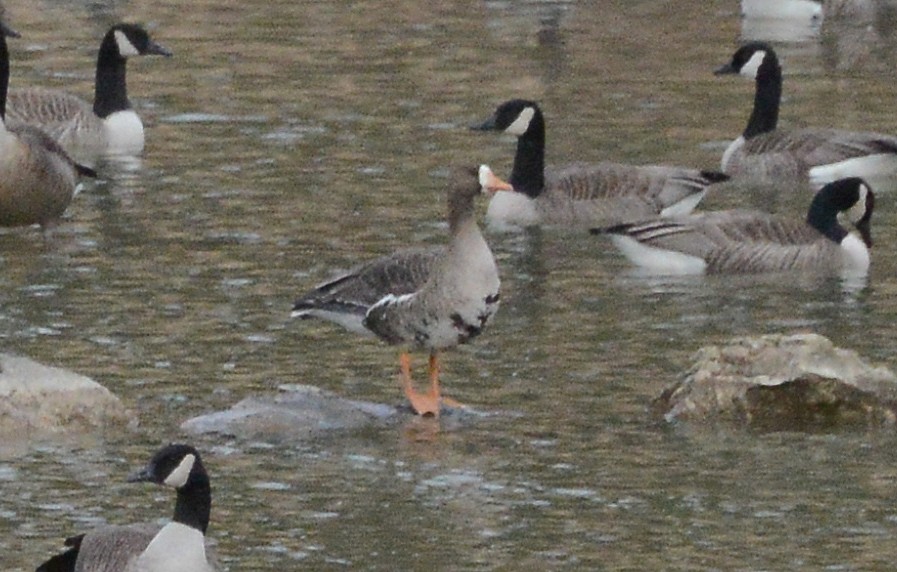 Greater White-fronted Goose - ML198759301