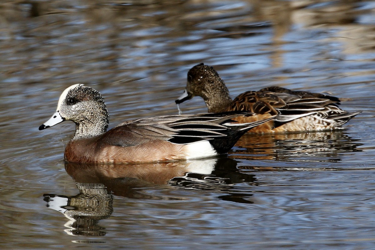 Canard d'Amérique - ML198759401