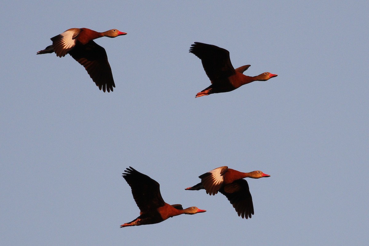 Dendrocygne à ventre noir - ML198760031