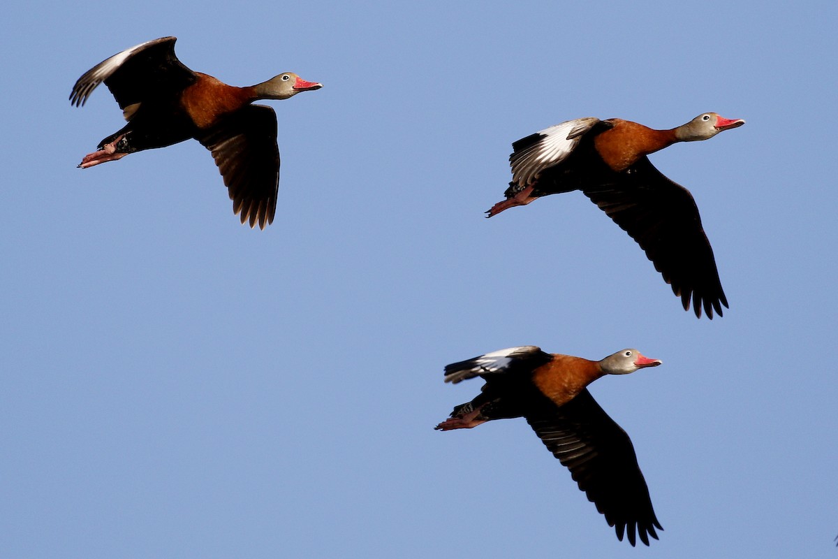 Black-bellied Whistling-Duck - ML198760051