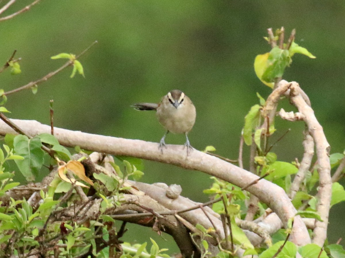 Brown-crowned Tchagra - ML198760511