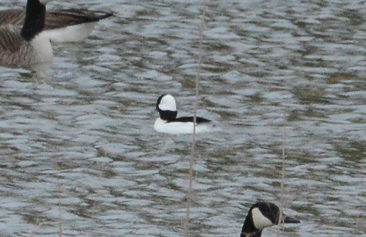 Bufflehead - ML198760531