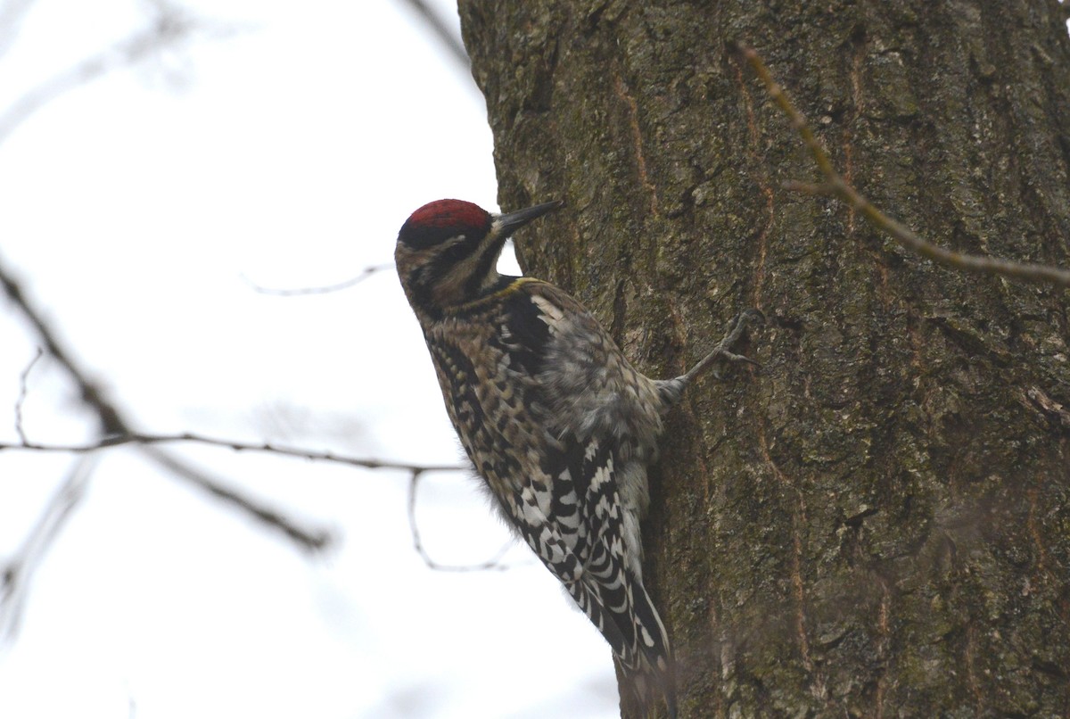 Yellow-bellied Sapsucker - Bill Telfair