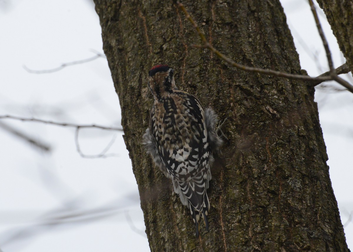 Yellow-bellied Sapsucker - Bill Telfair