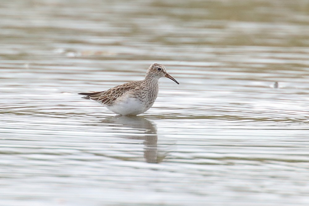 Pectoral Sandpiper - ML198762021