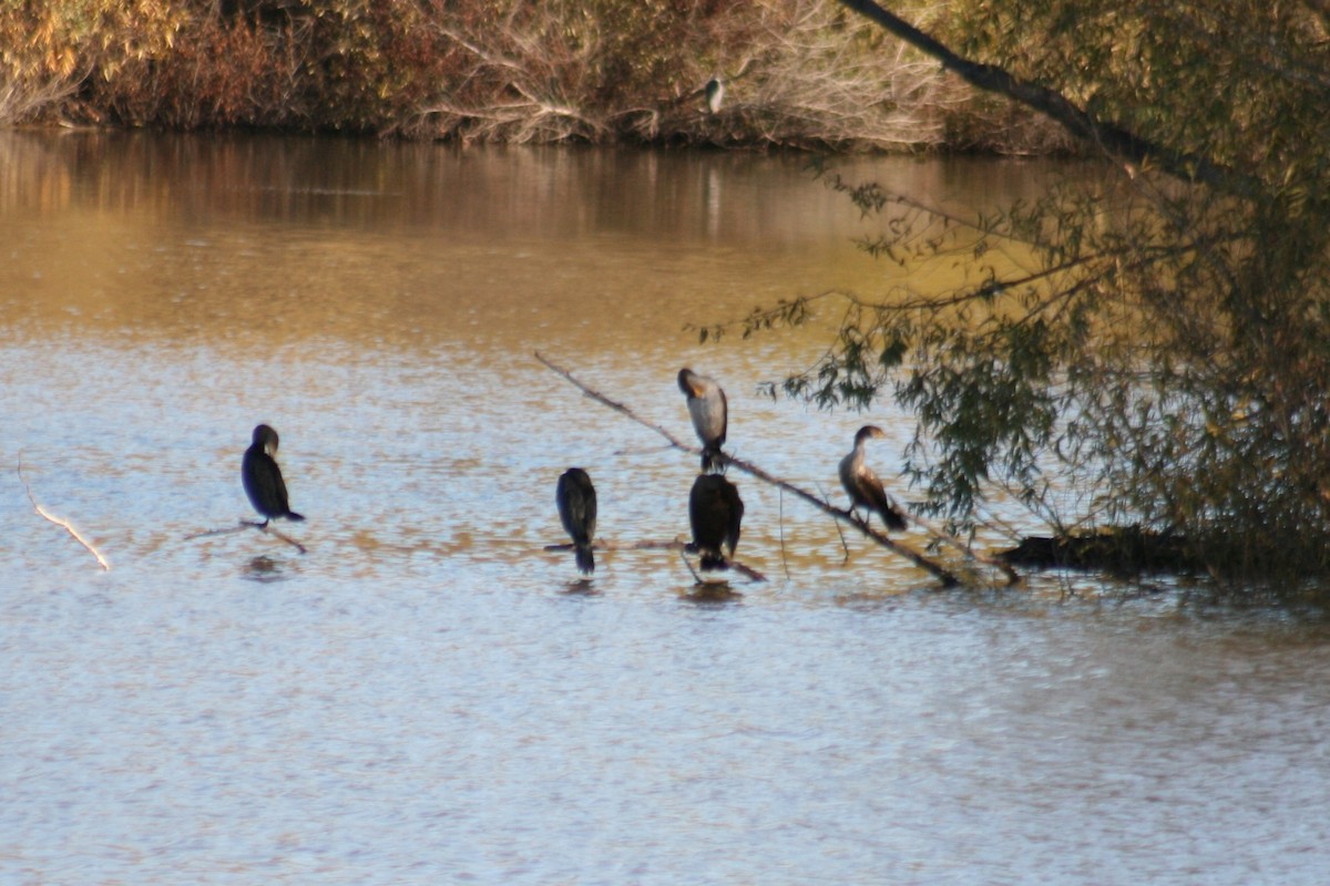 Double-crested Cormorant - ML198762261