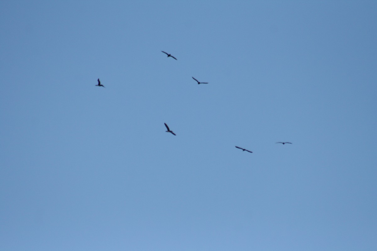 Double-crested Cormorant - ML198762361