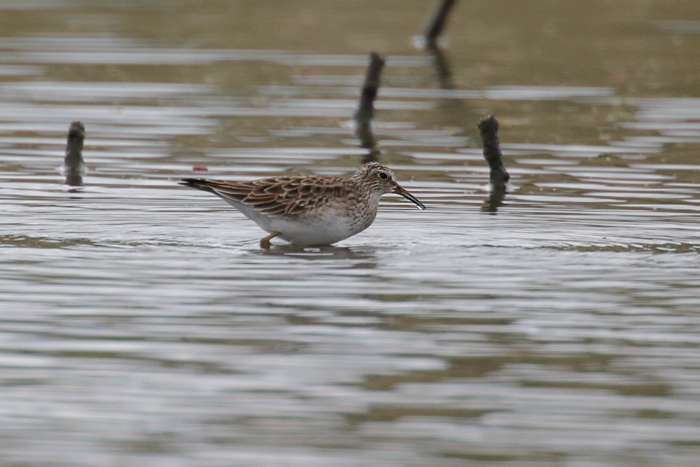 Pectoral Sandpiper - ML198763071