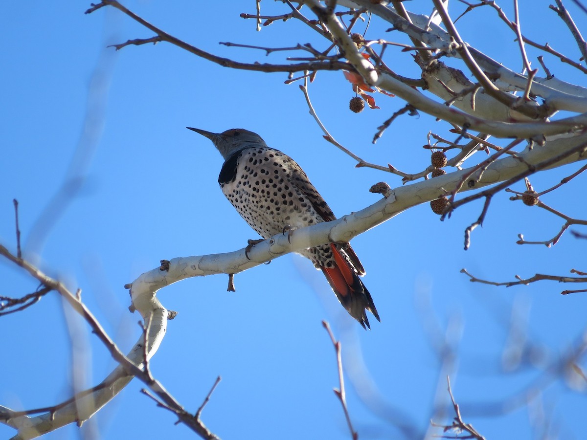 Northern Flicker - ML198764291