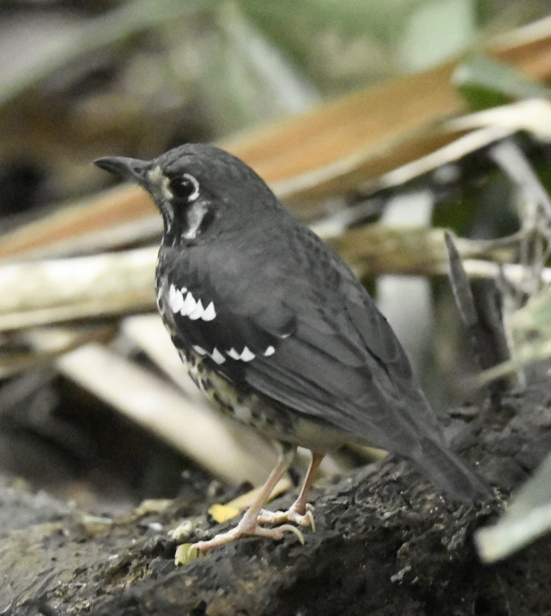 Ashy Thrush - ML198764391