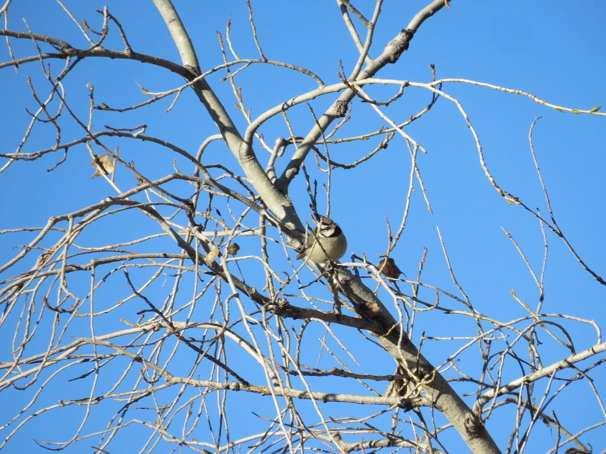 Bridled Titmouse - ML198764551