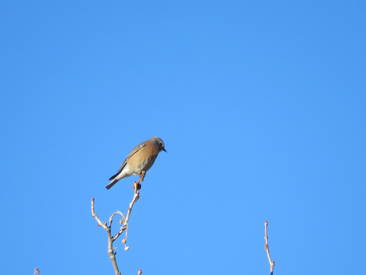 Western Bluebird - ML198764731