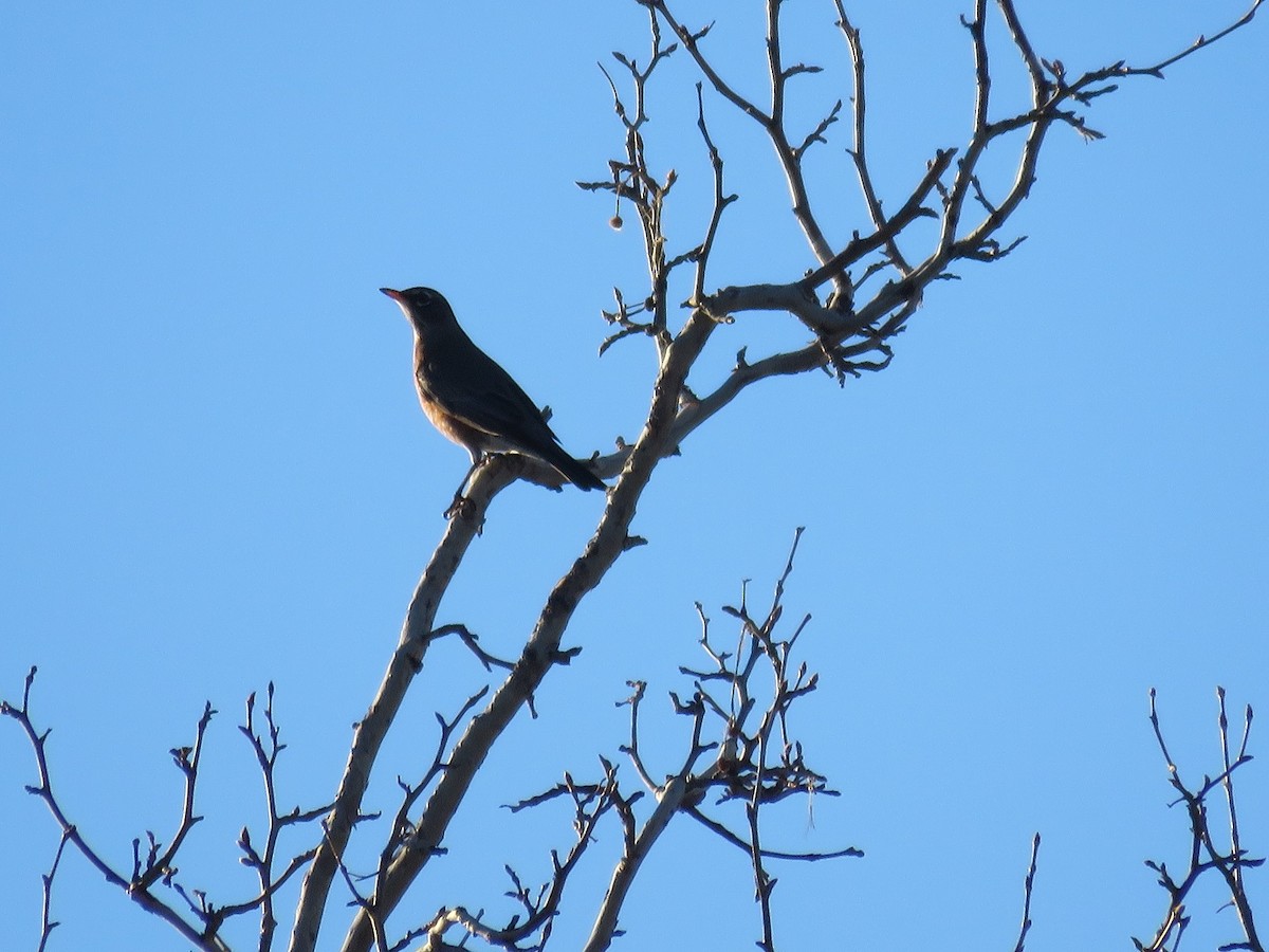 American Robin - ML198764811