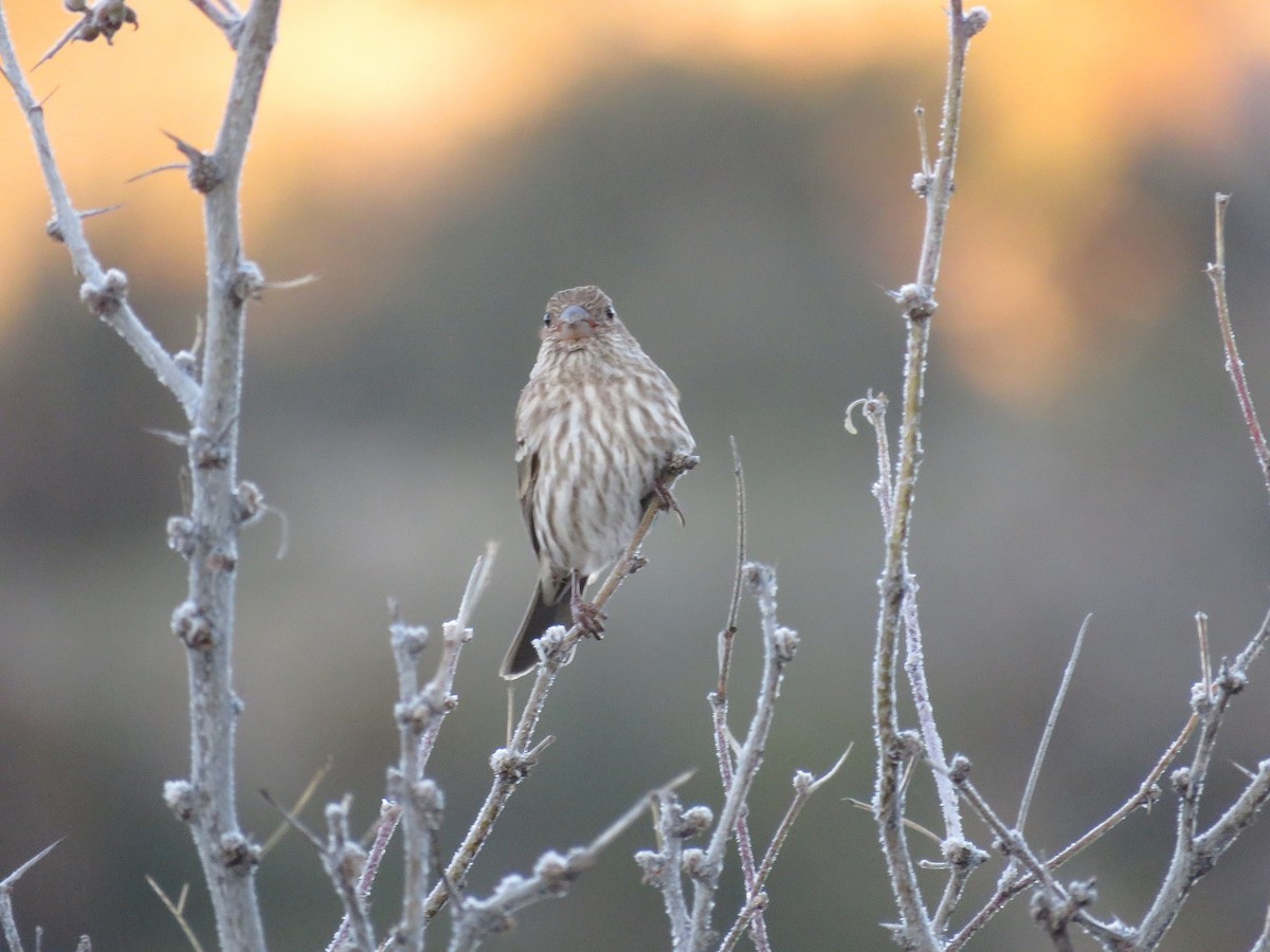 House Finch - ML198765131